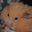 The Golden Hamster's avatar