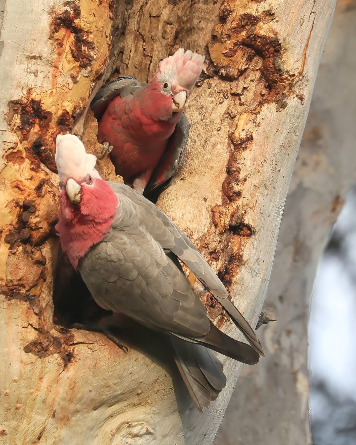 galahs  in the blue mountains
