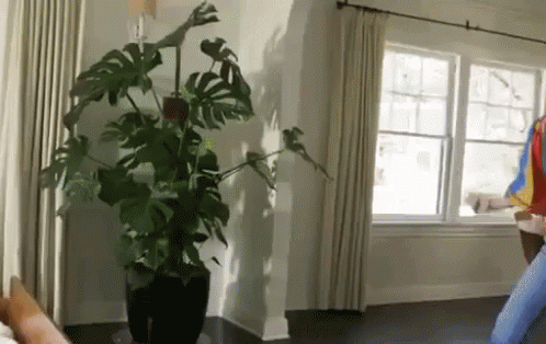 Feeling It GIF - Dance Dancing Plant GIFs