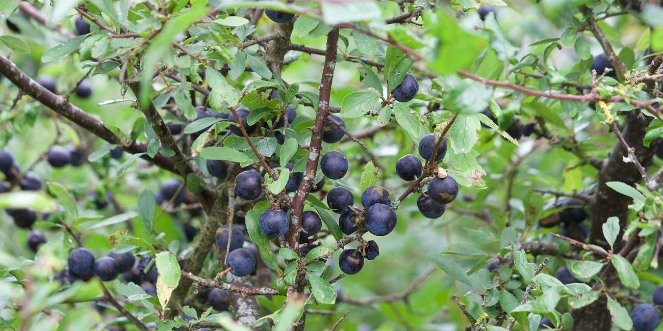 Prunus spinosa | blackthorn