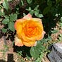 YellowRose's avatar