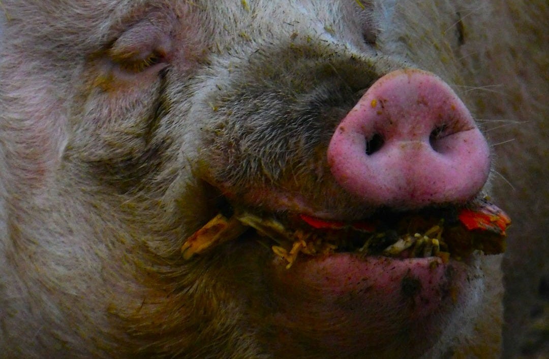 a pig with a piece of food in its mouth a pig with a piece of food in its mouth