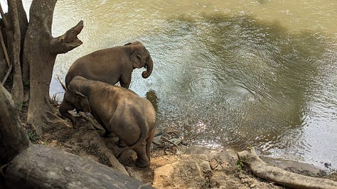 montage of elephants