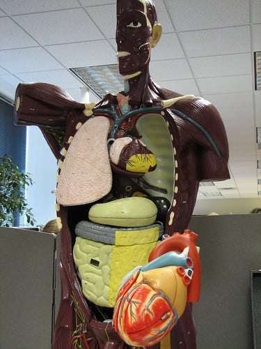 Visible guts model & heart model Visible guts model & heart model
