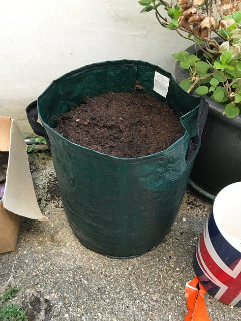 seed potatoes, compost and a growing bucket