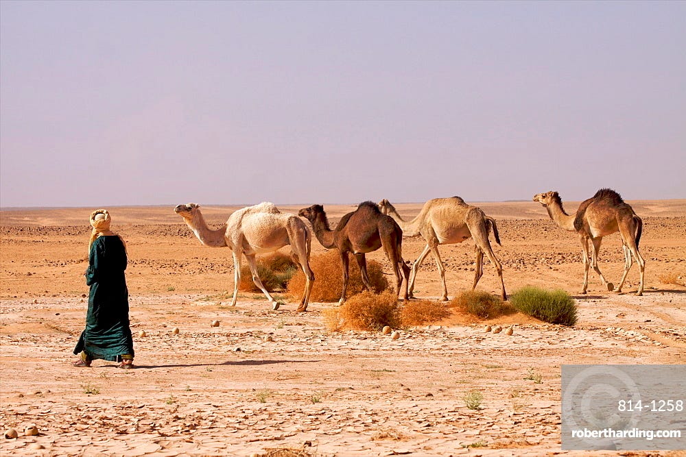 A camel herd in the Fezzan desert, Libya, North Africa, Africa