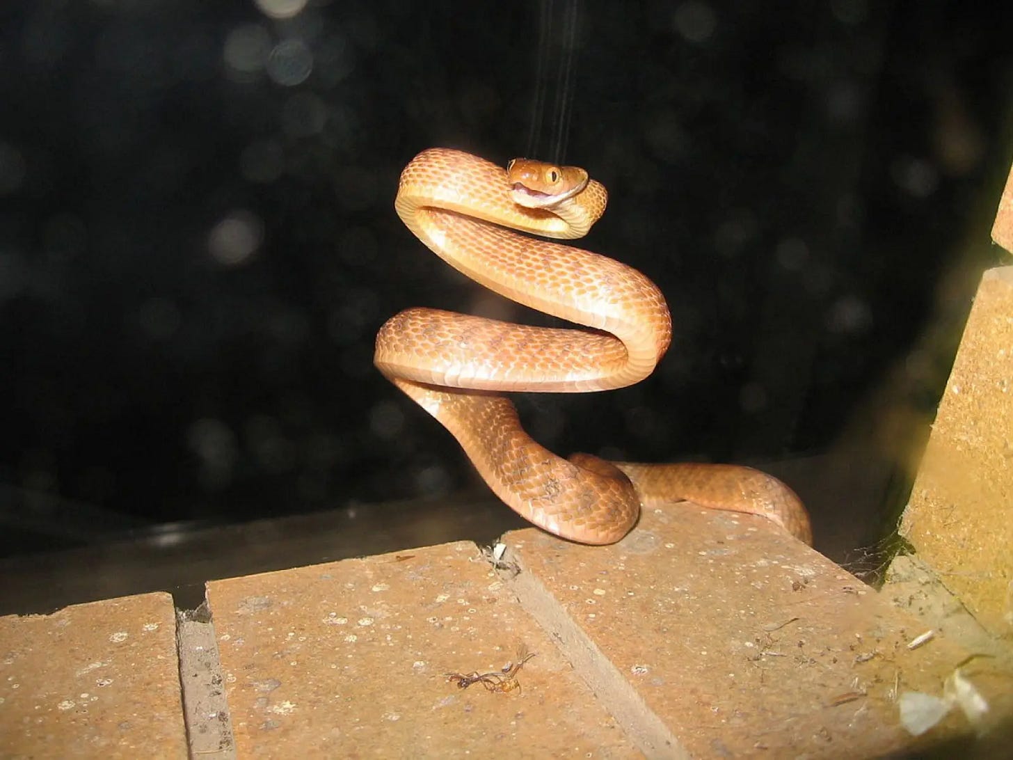 Brown Tree Snake - Facts, Diet, Habitat & Pictures on Animalia.bio
