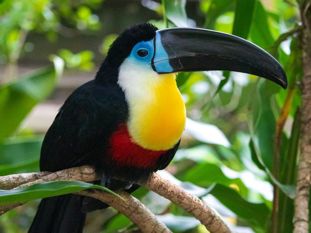 teal, yellow, red, and black toucan perching on tree branch