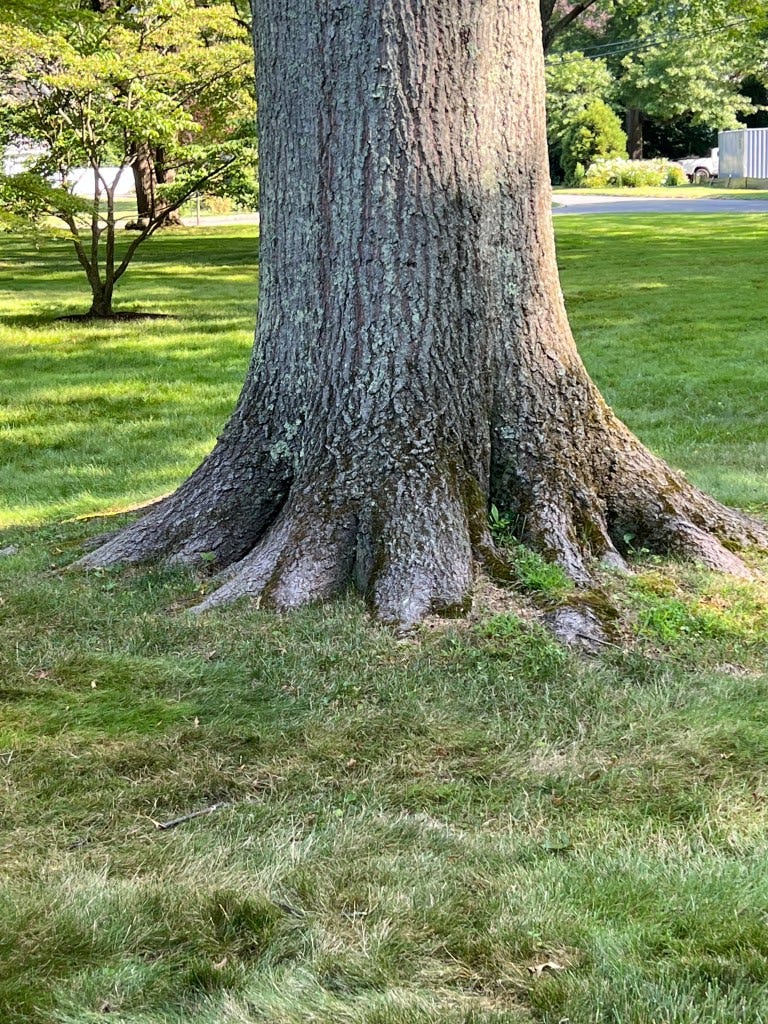 Bark – Greenburgh Nature Center