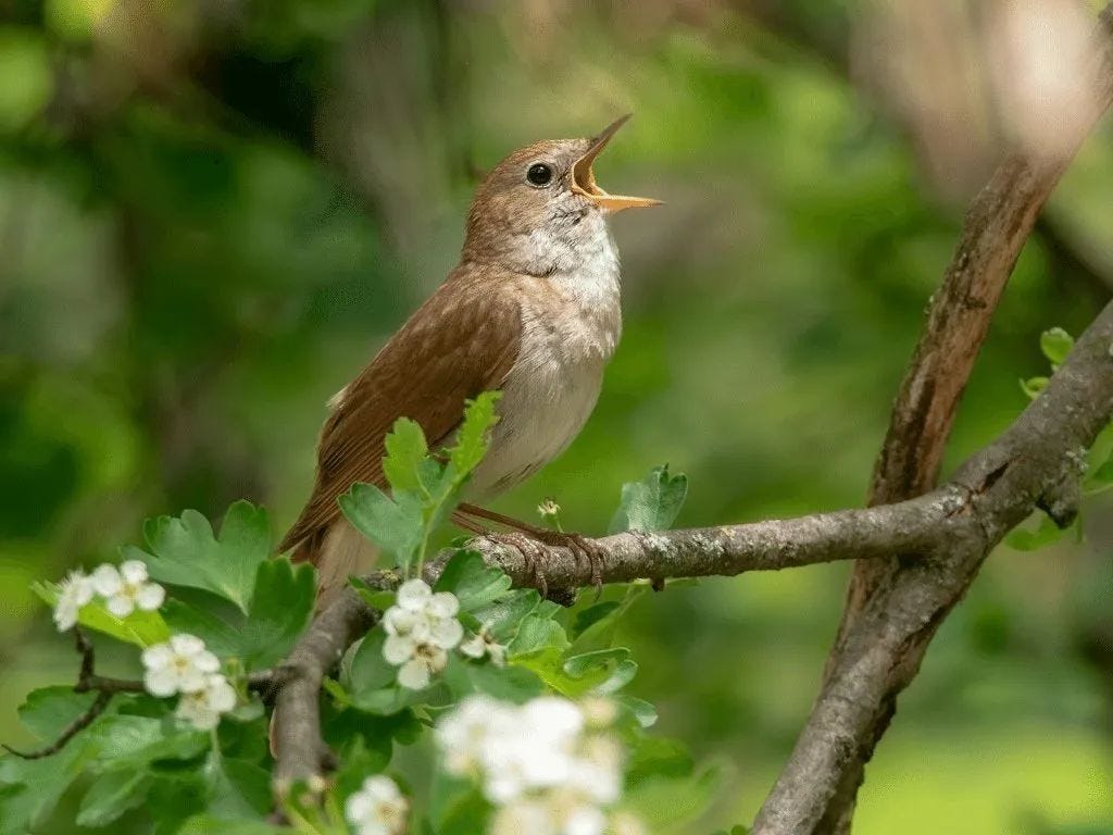 A Nightingale in the (scrub) thick of things...