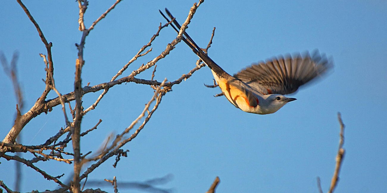 It's Time I Build My Birding Life List