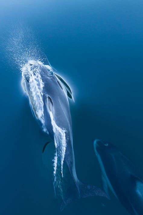 Photographs of Pacific white-sided dolphins swimming in clear waters.
