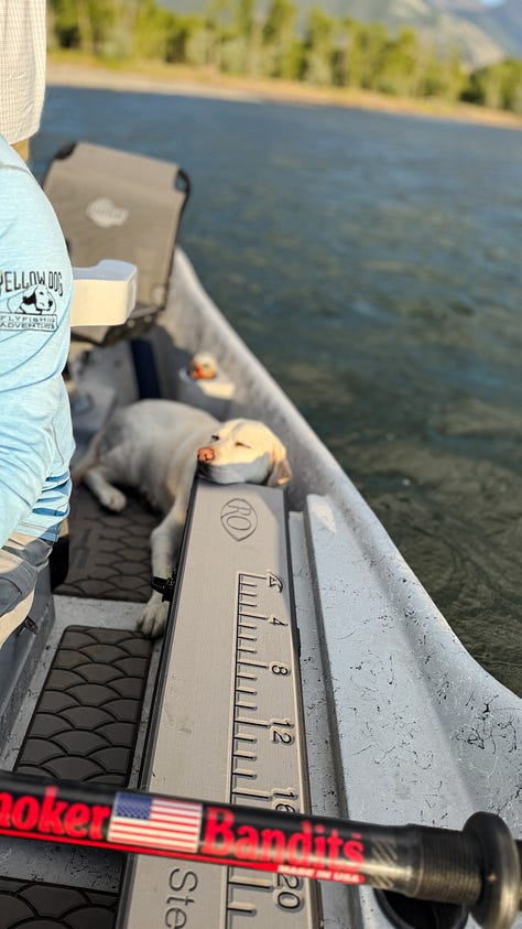 Montana Stream Access Rally poster. Jim Klug and Alec Gerbec on the Yellowstone River. Daisy Taking a nap. 