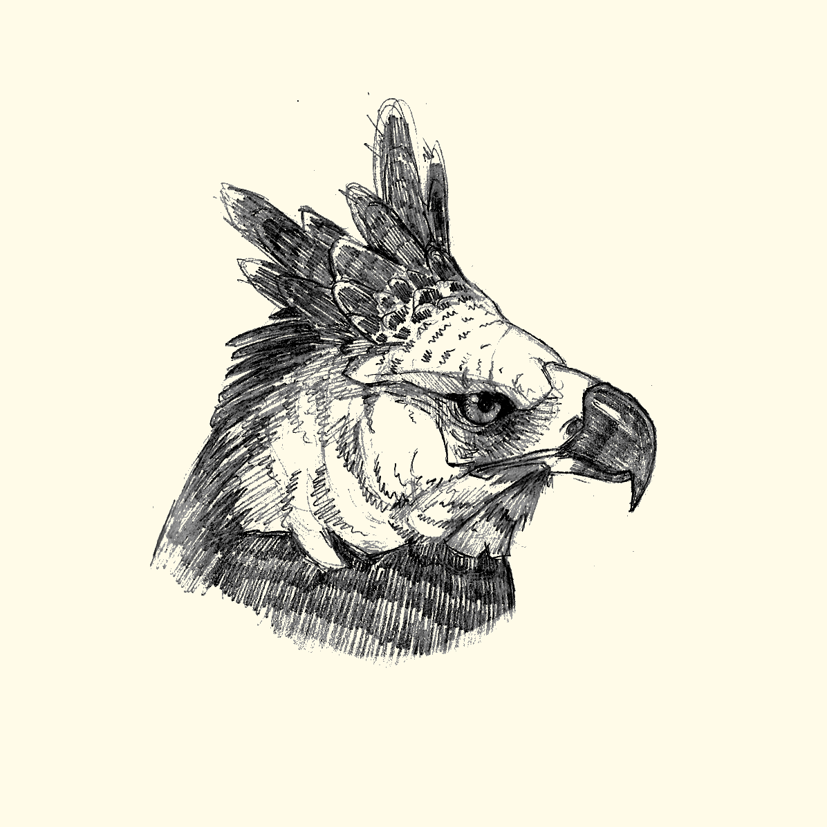 El Águila Harpía - by Juan Zara - Aves en General