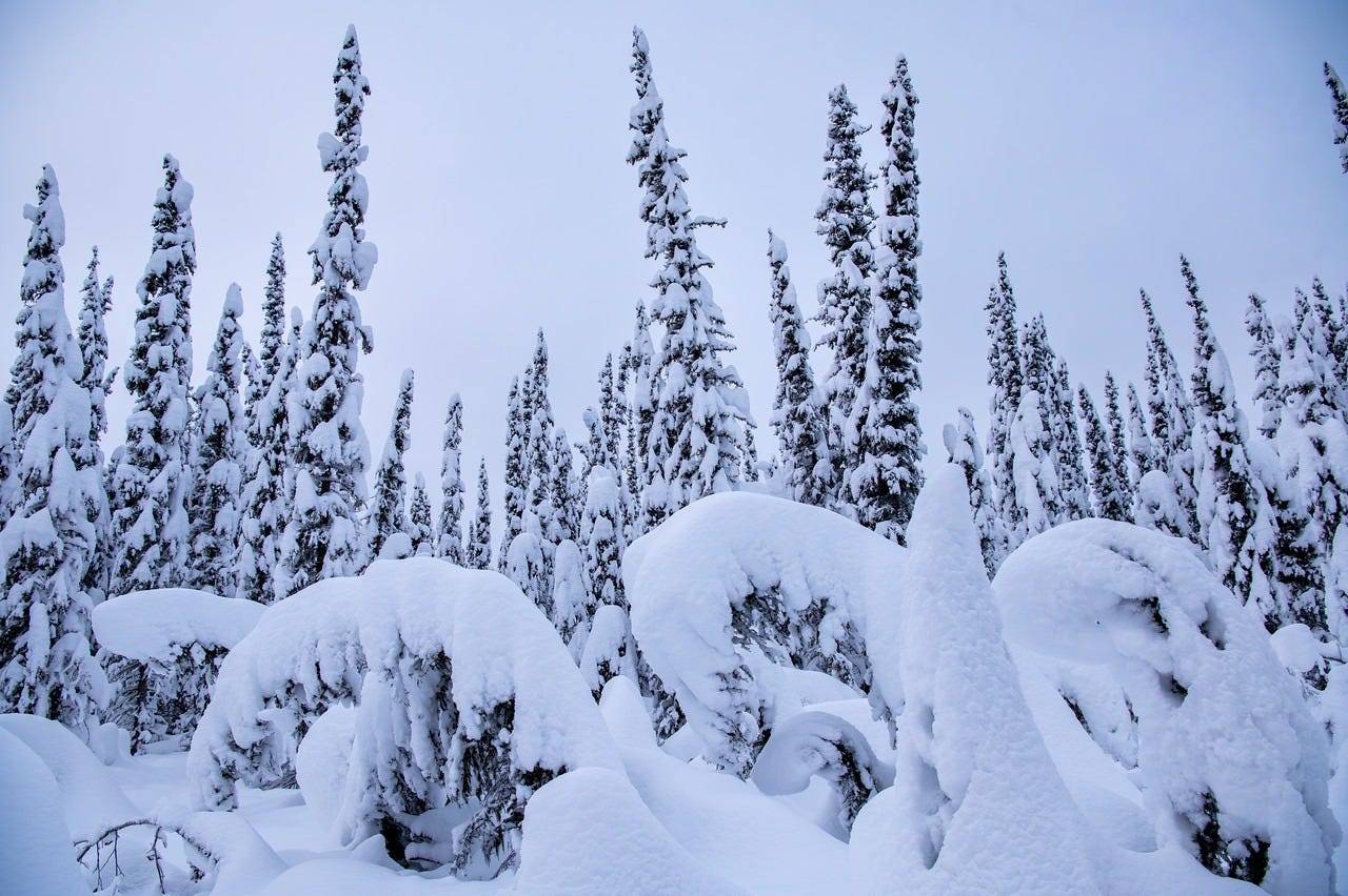 Tall spruce trees stand close together, each covered in thick layers of snow that bend and round their branches into smooth, sculptural shapes. Large snow drifts fill the foreground, creating a rolling, uneven surface. Tall spruce trees stand close together, each covered in thick layers of snow that bend and round their branches into smooth, sculptural shapes. Large snow drifts fill the foreground, creating a rolling, uneven surface.