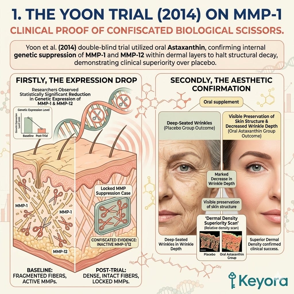 Yoon Trial clinical data validates the genetic expression drop of MMP-1 and MMP-12 to arrest structural decay for absolute Dermal Sovereignty. Yoon Trial clinical data validates the genetic expression drop of MMP-1 and MMP-12 to arrest structural decay for absolute Dermal Sovereignty.