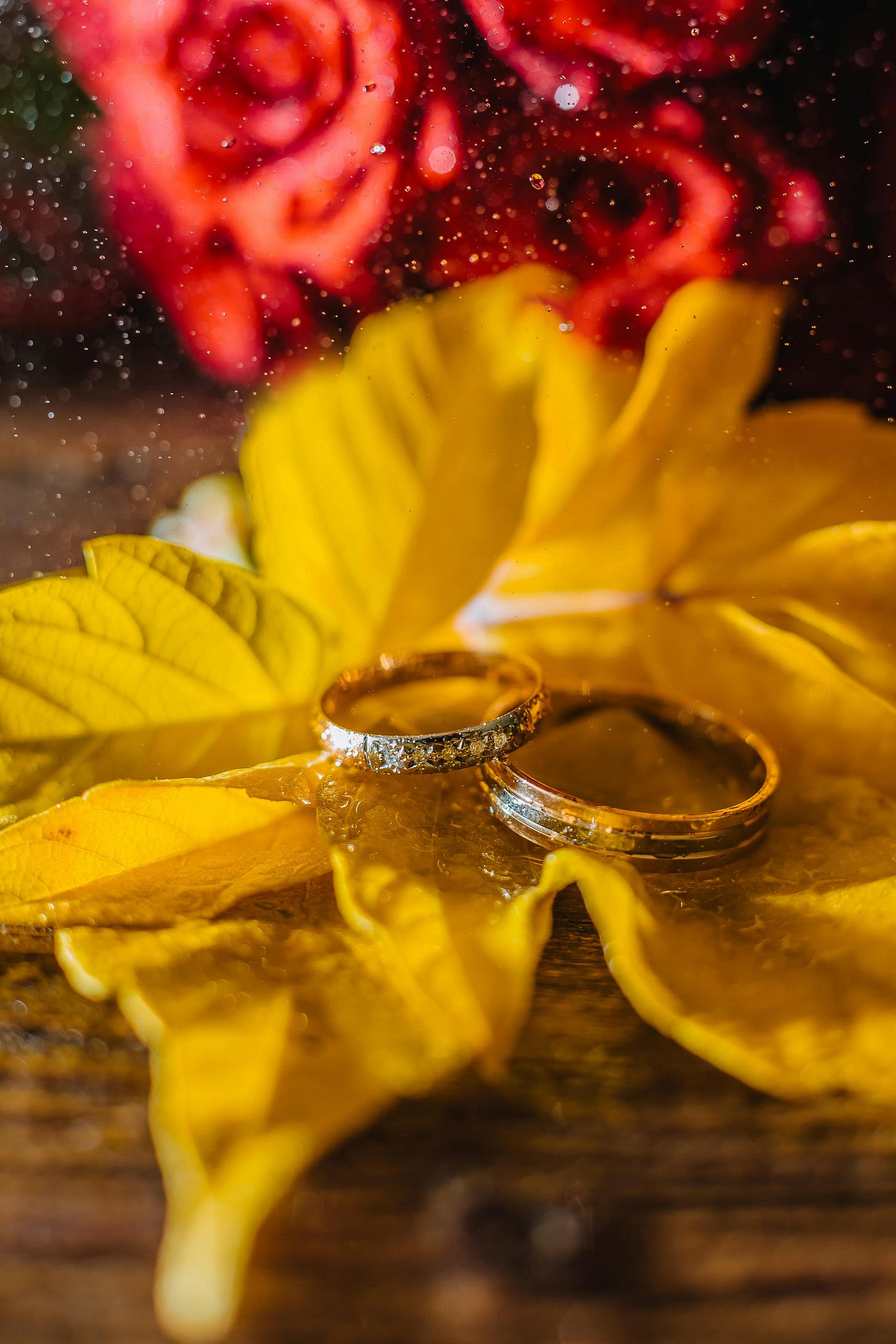 Two wedding rings on a background of yellow leaves (or flowers?) with blurred red (??rose) petals in the background and the impression of water droplets on the camera lens, as if viewing through a window. Two wedding rings on a background of yellow leaves (or flowers?) with blurred red (??rose) petals in the background and the impression of water droplets on the camera lens, as if viewing through a window.