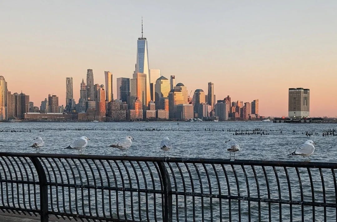r/nycpics - This view is for the birds