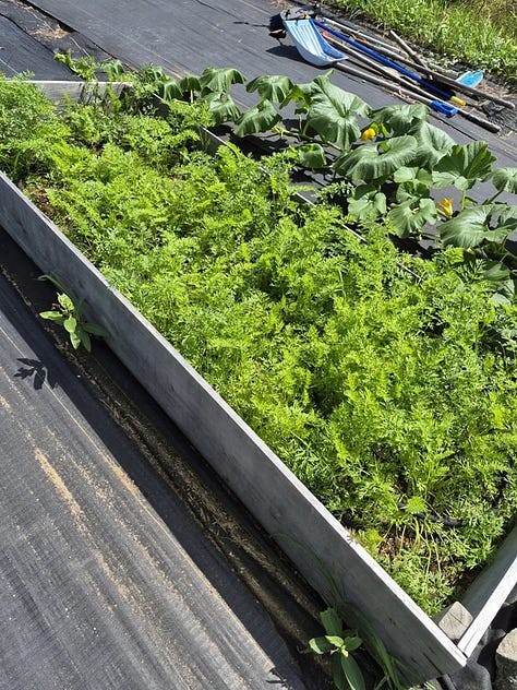 Garden beds for winter cropping.