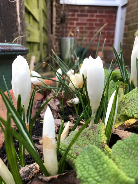 a group of photos of spring bulbs, white crocuses and snowdrops.