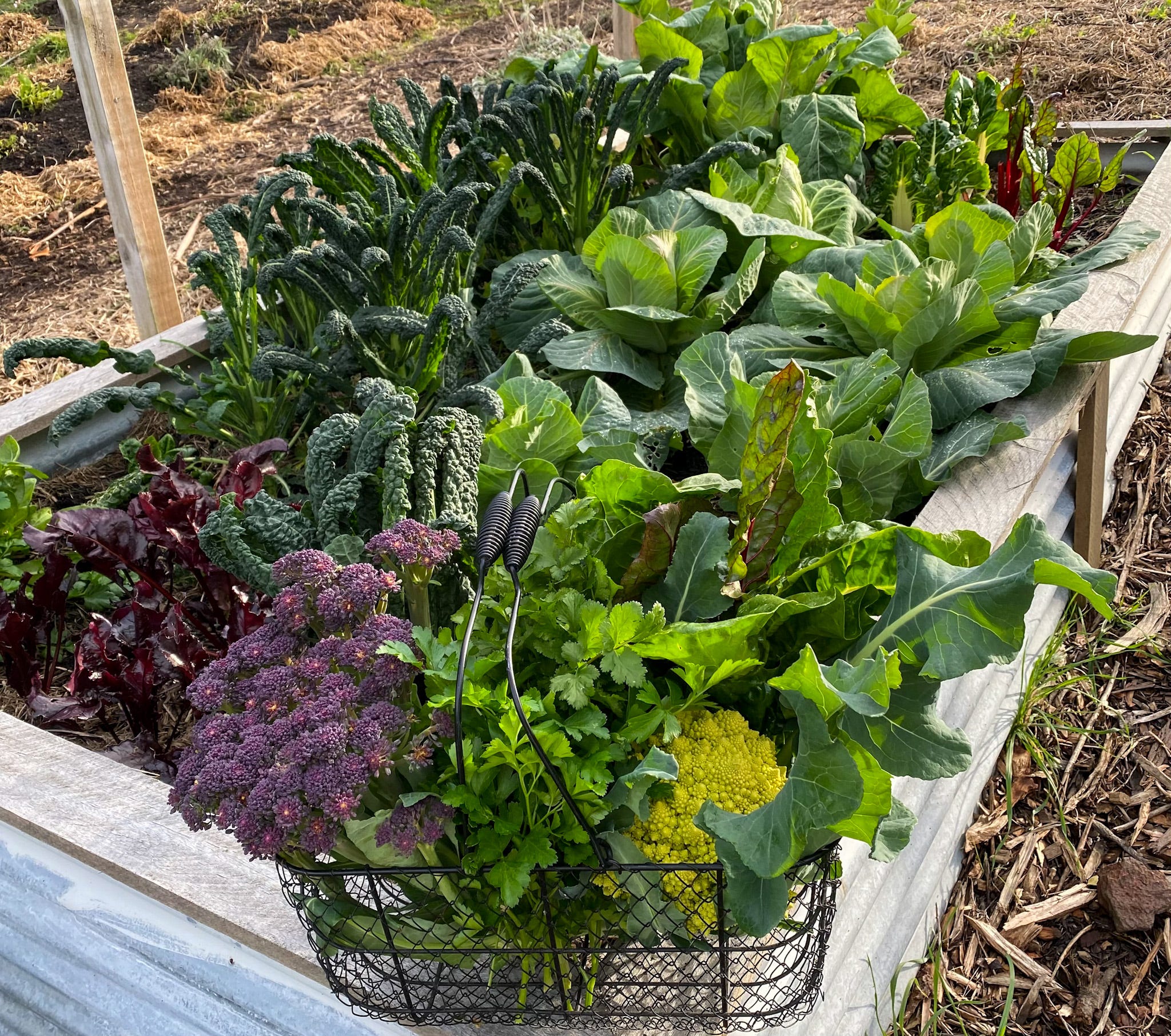 Cheat Sheet: Brassicas - The Garden at Moorfield