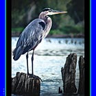 Five Archetype: Nature Octave