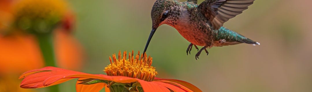 a hummingbird hovering over an orange flower