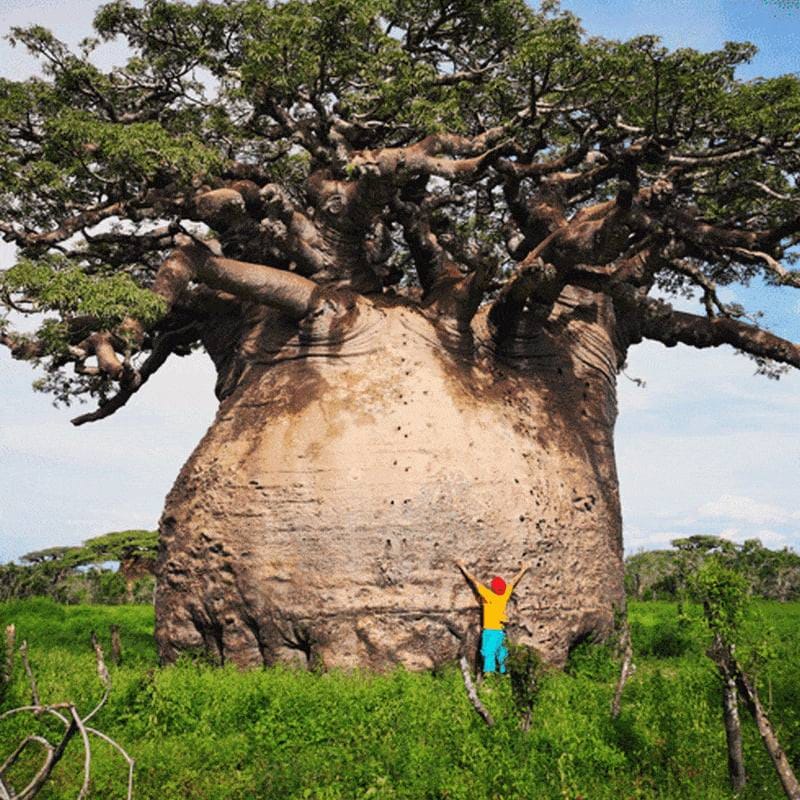 Baobab - "The Tree of Life" : u/Paragenetics
