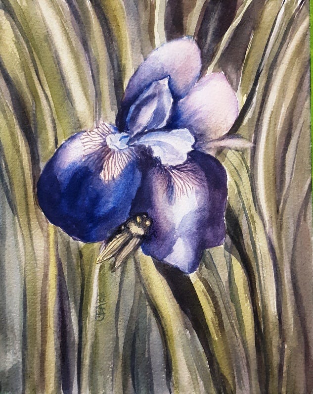 four images of irises, purples and yellows