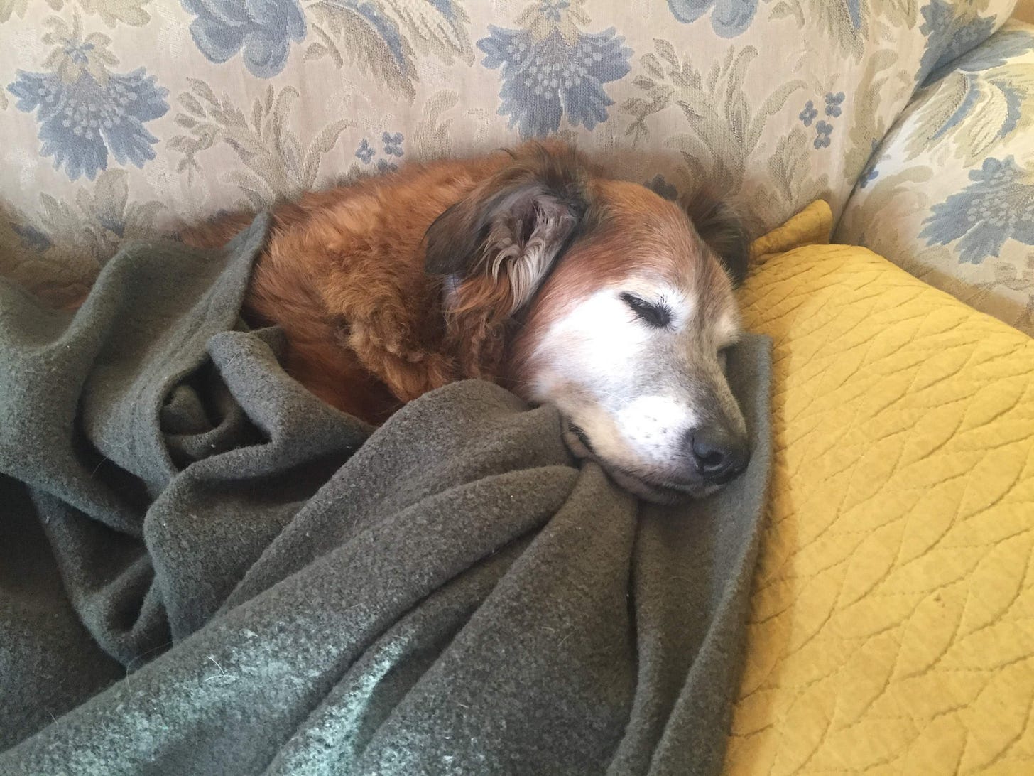 A lovely old dog takes a nap while cuddled under blankets on the couch.
