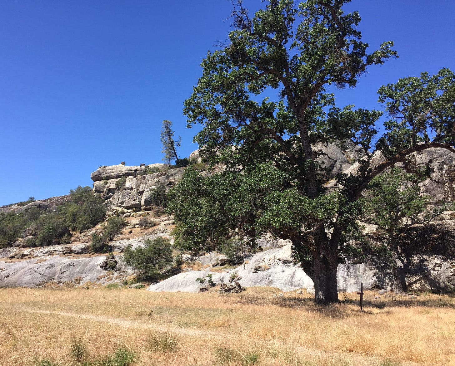 photo of a landscape on a sunny day with blue sky. in the foreground, sprouting out of a golden grassy field, is a mature valley oak tree. the background is taken up by a large rocky outcropping sparsely vegetated with smaller trees, shrubs, and lichens.