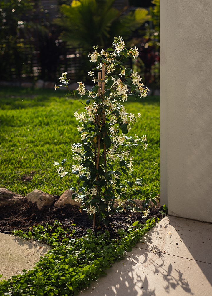 Australian native garden