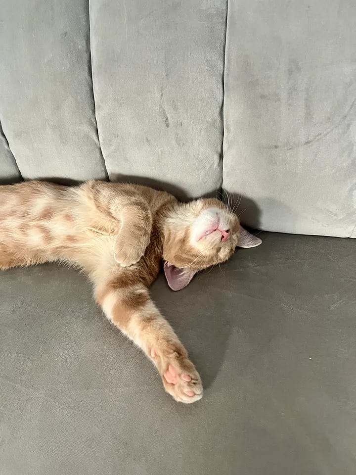 Chester napping in a variety of adorable positions: loafing, on his back with his legs splayed out, curled up in a ball, etc.