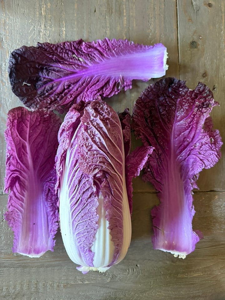 recent cooking projects