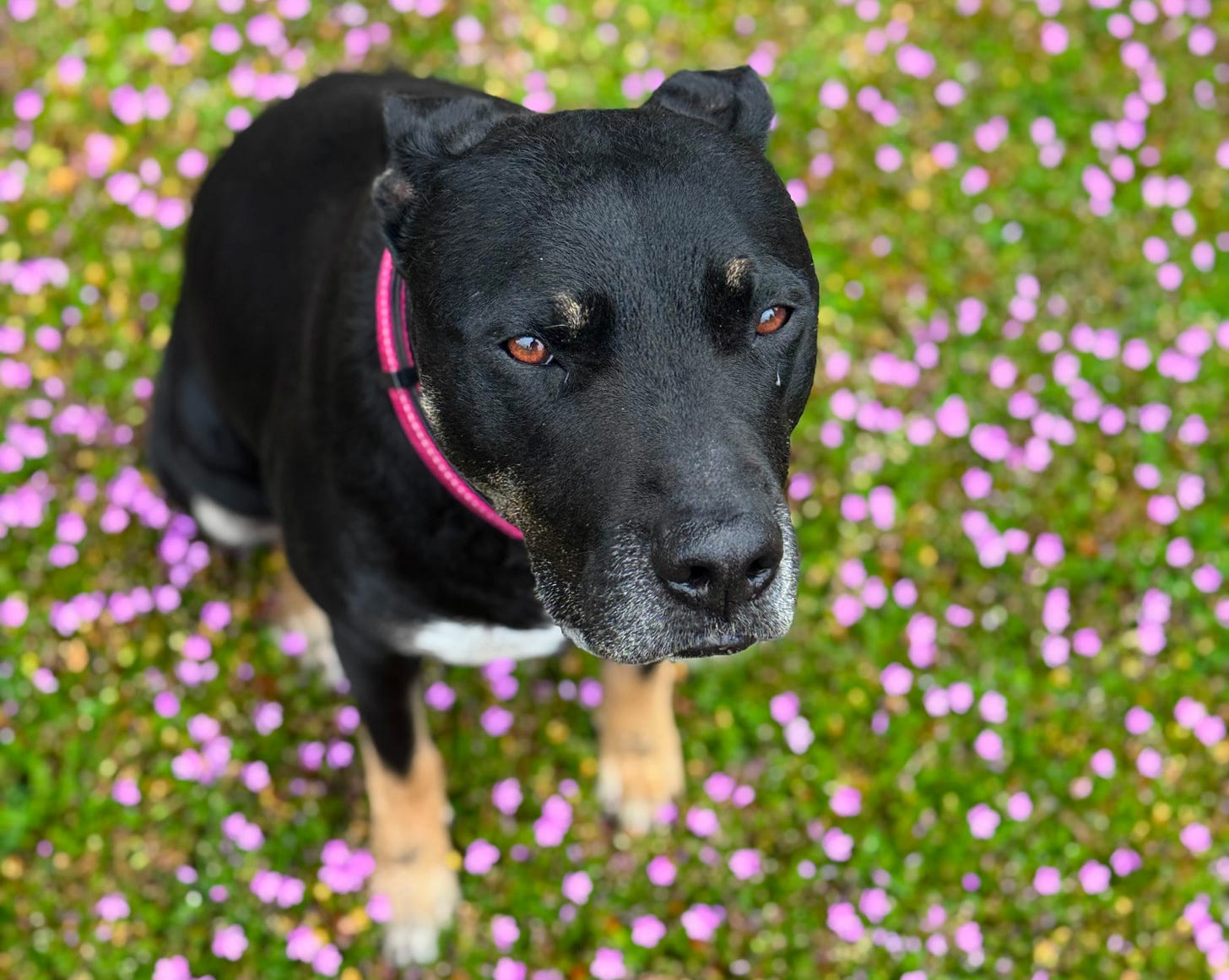 Mabel aka Maybelline aka Mabes aka Belle aka Prettiest Best Girl Mabel aka Maybelline aka Mabes aka Belle aka Prettiest Best Girl