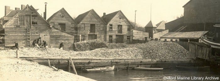 Oyster Recovery PartnershipOyster History - Oyster Recovery Partnership
