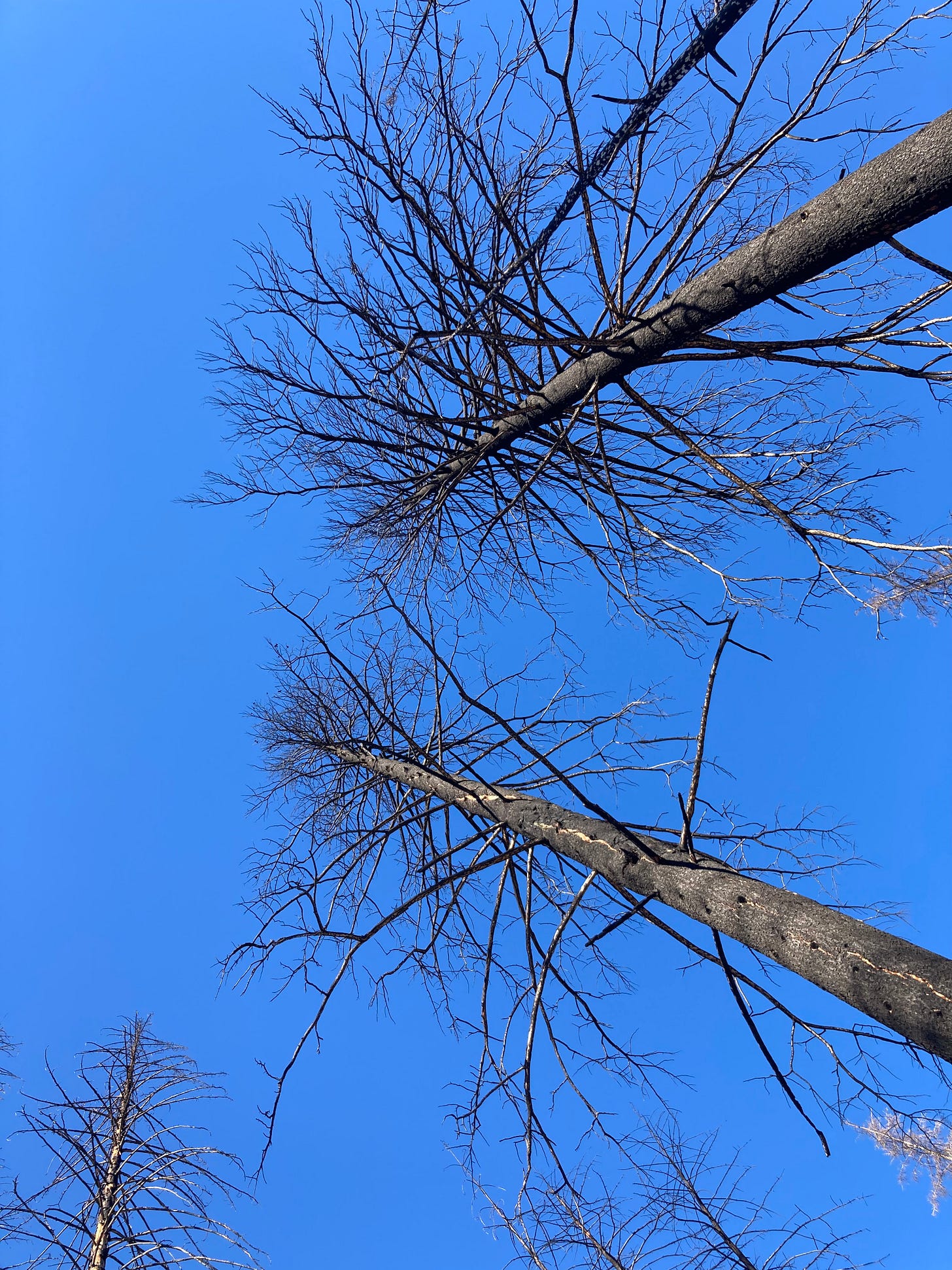 view up into the burned out canopy of fir trees view up into the burned out canopy of fir trees