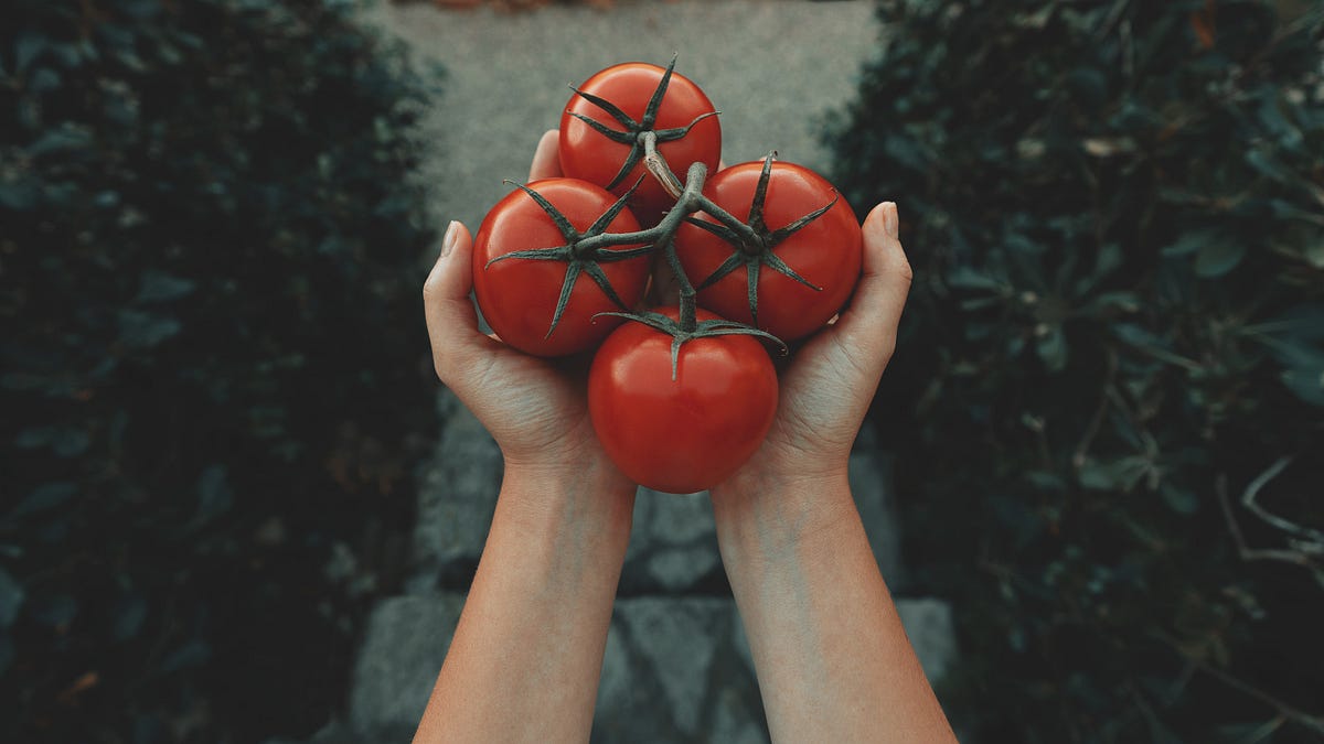 The World's First Tomato Sauce Recipe - by Crystal King