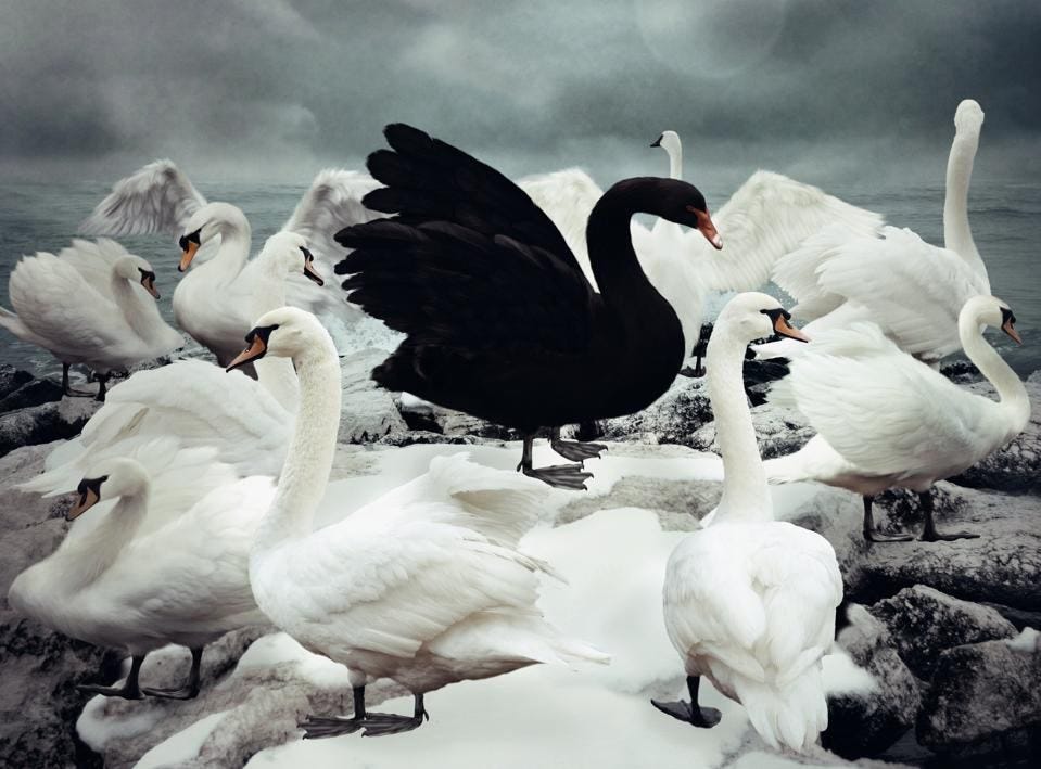 It makes all the white swans look the other way