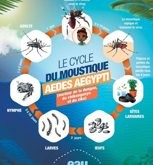 Dengue Fever Cases Rise in New Caledonia: 236 Reported This Year