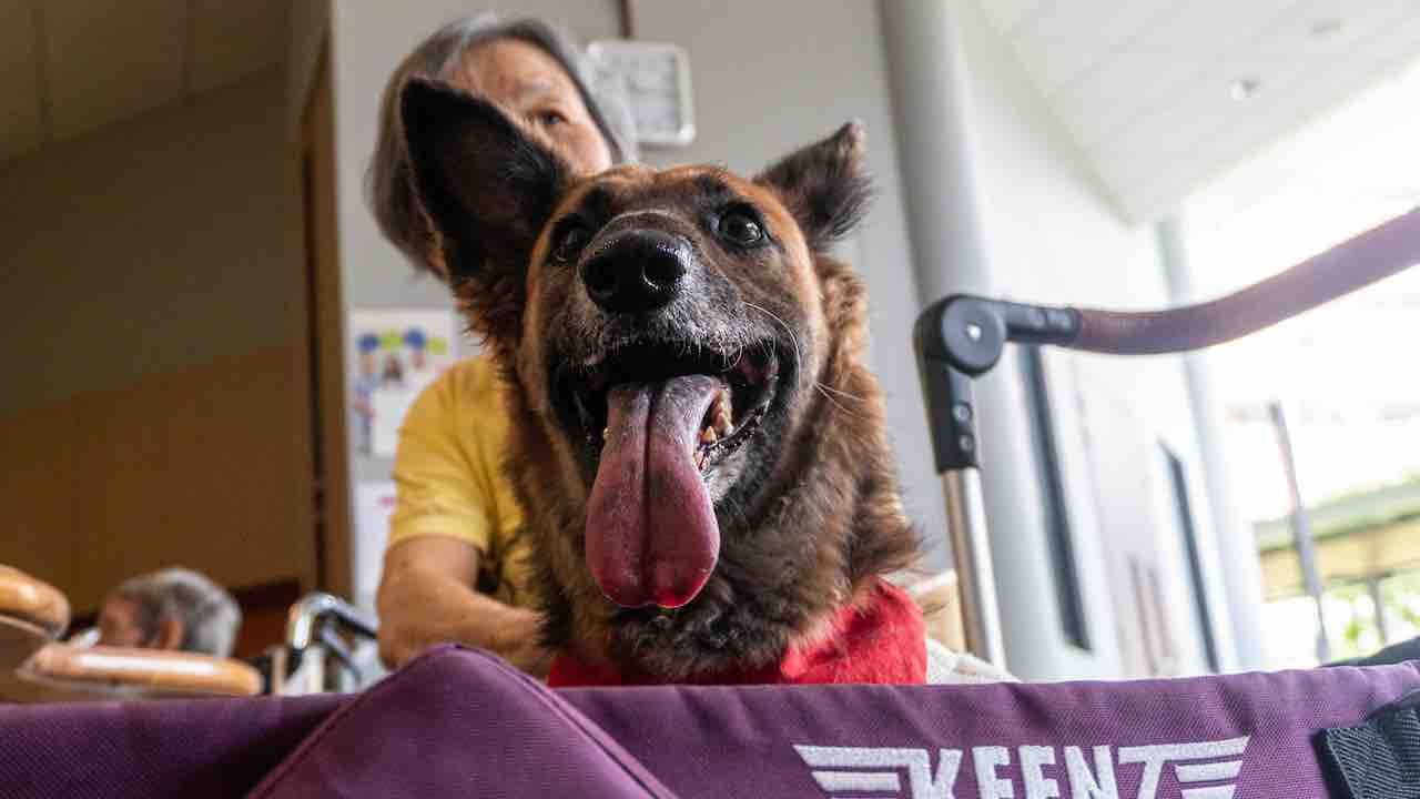 Harper the therapy dog