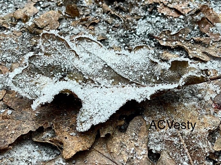 Frost on leaves