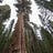 Planting Sequoias