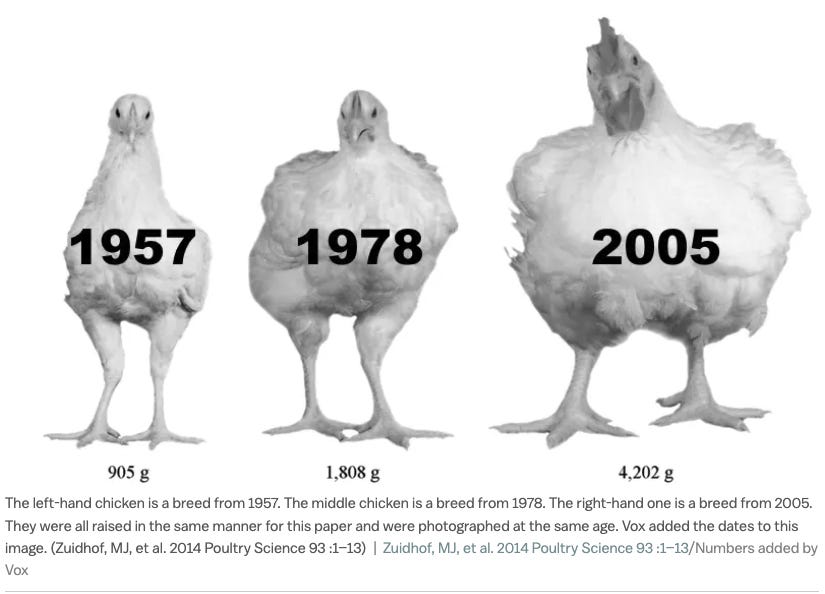 Chickens have gotten extremely large since the 1950s. Three ... Chickens have gotten extremely large since the 1950s. Three ...