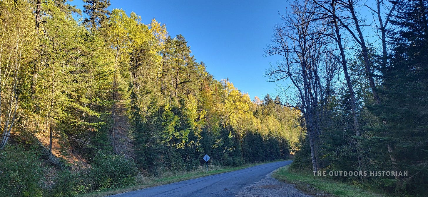 A dirt road winding through a dense, dark forest of tall spruce, pine trees, and fast-growing hardwoods like poplar and paper birch.