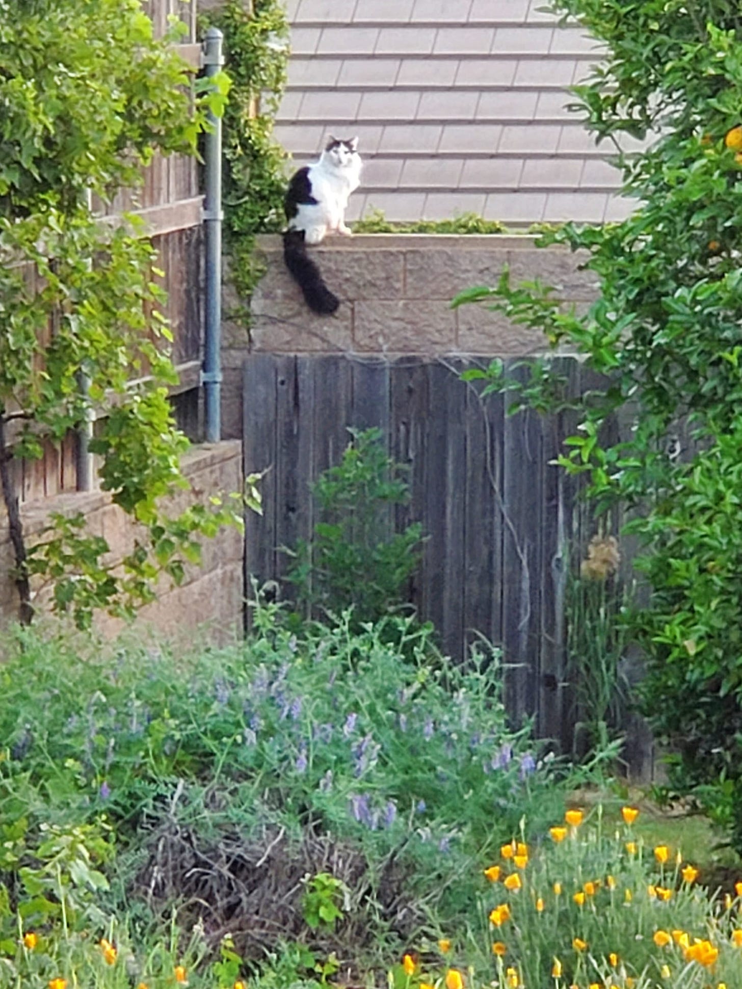 Black and white long-haired cat sitting on a wall Black and white long-haired cat sitting on a wall