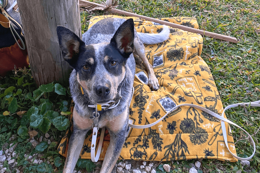 Scout, a black and gray Australian cattle dog, lies on top of a yellow floral patterned travel mat in a grassy restaurant patio