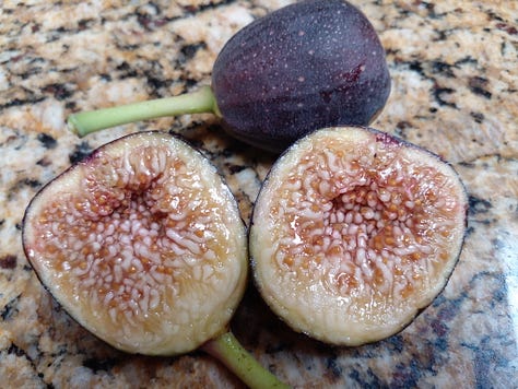 Iraqi Fig