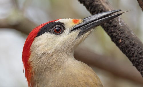 woodpecker beak images