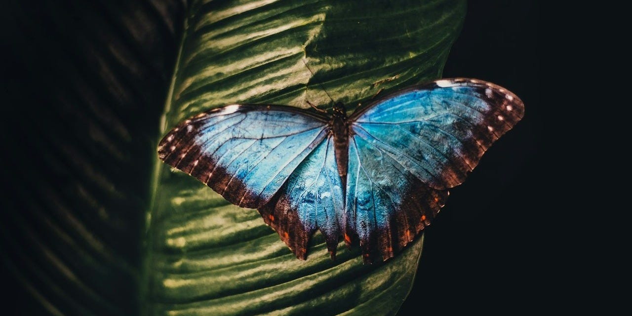 blue and brown butterfly perching on leaf
